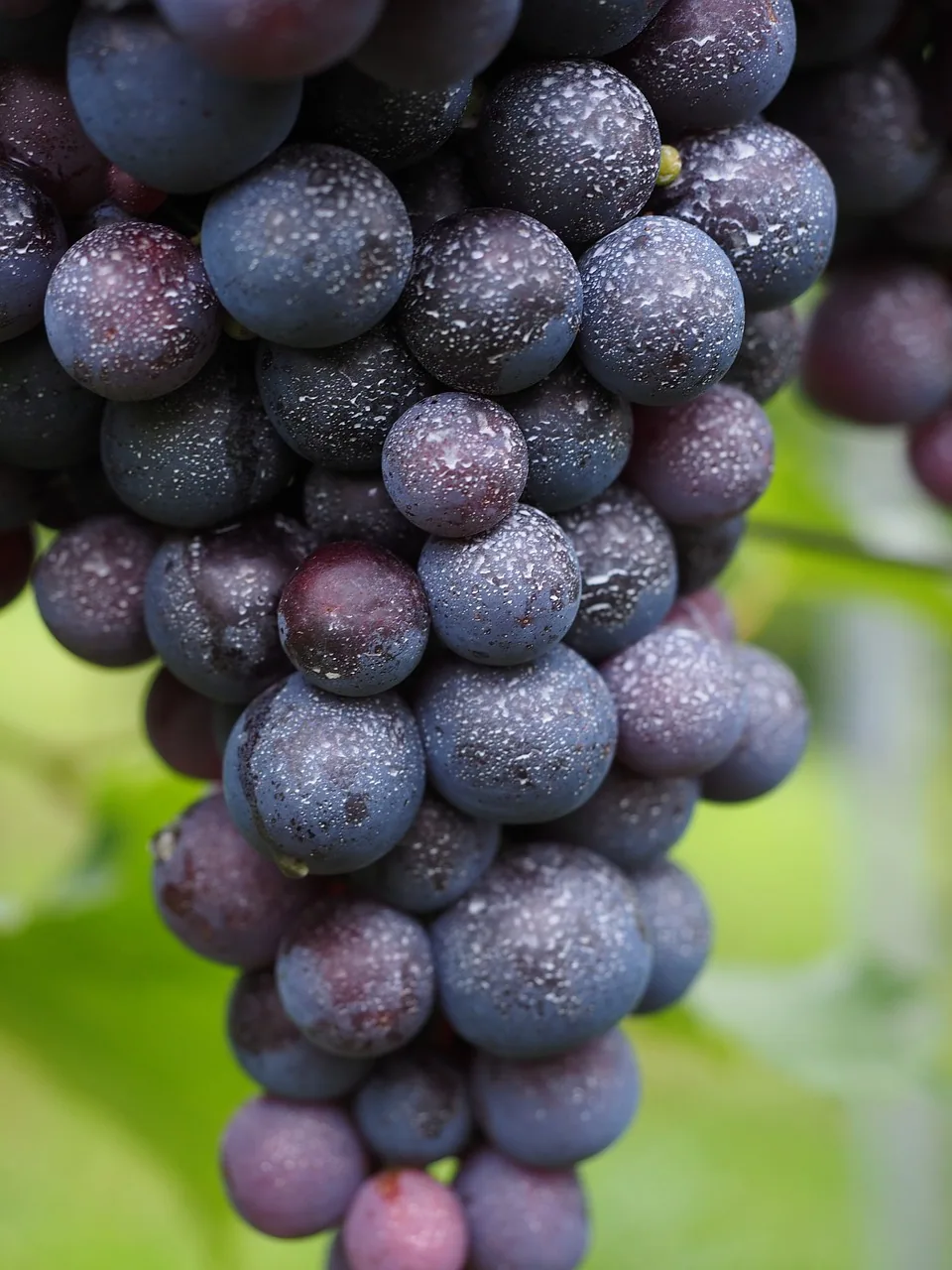cépage merlot