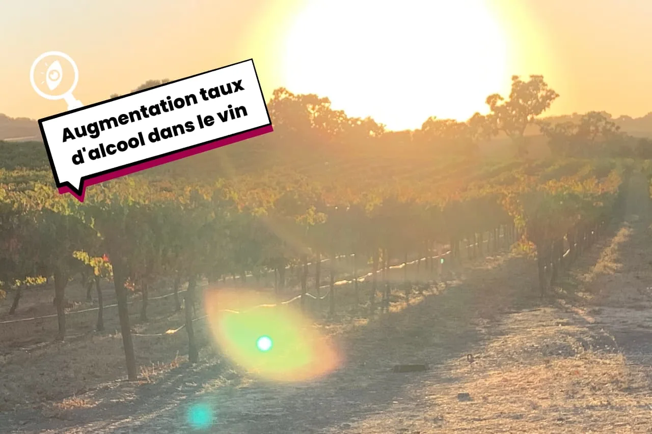 augmentation du taux d'alcool dans le vin