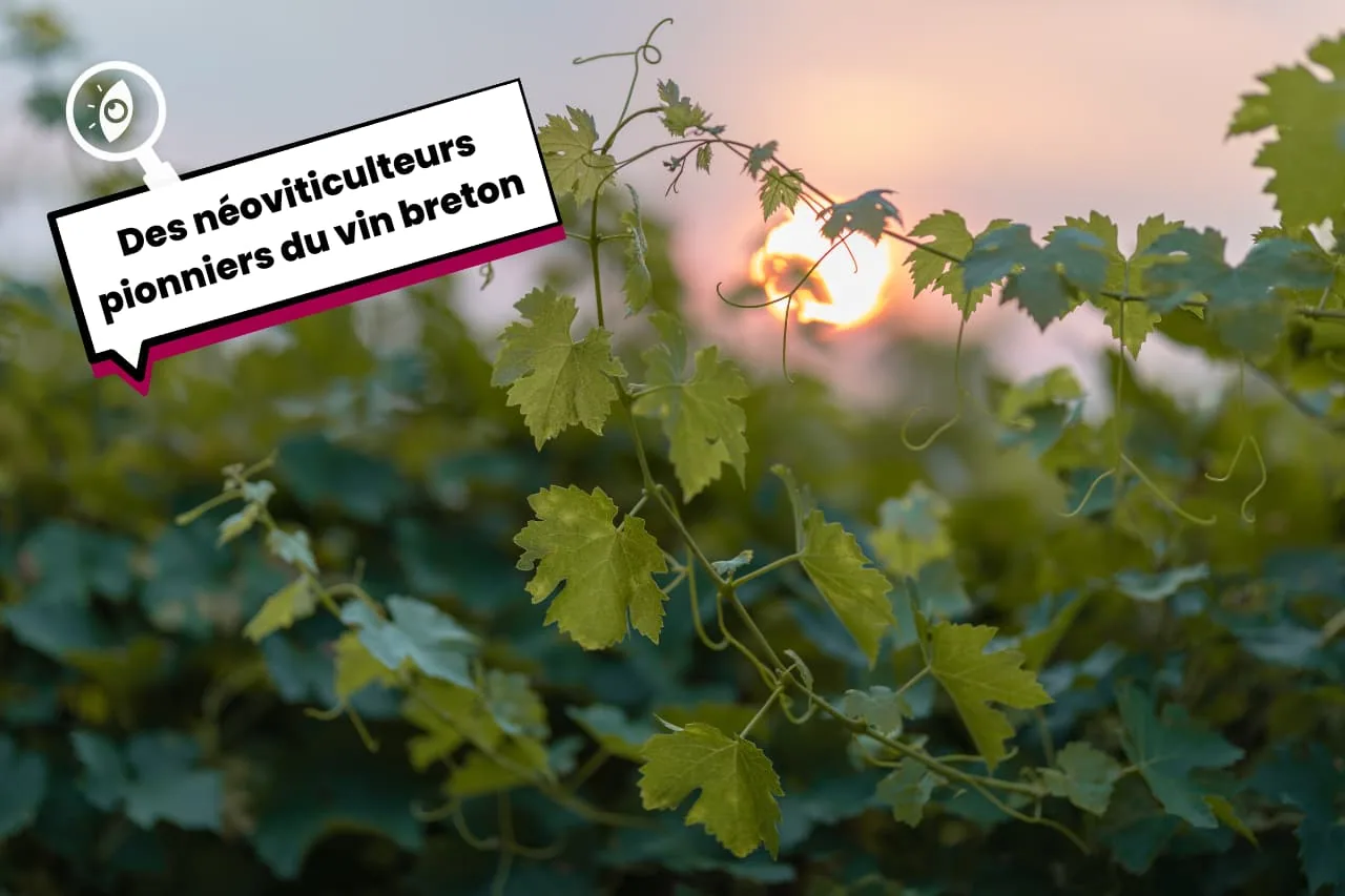 Des néoviticulteurs pionniers du vin breton