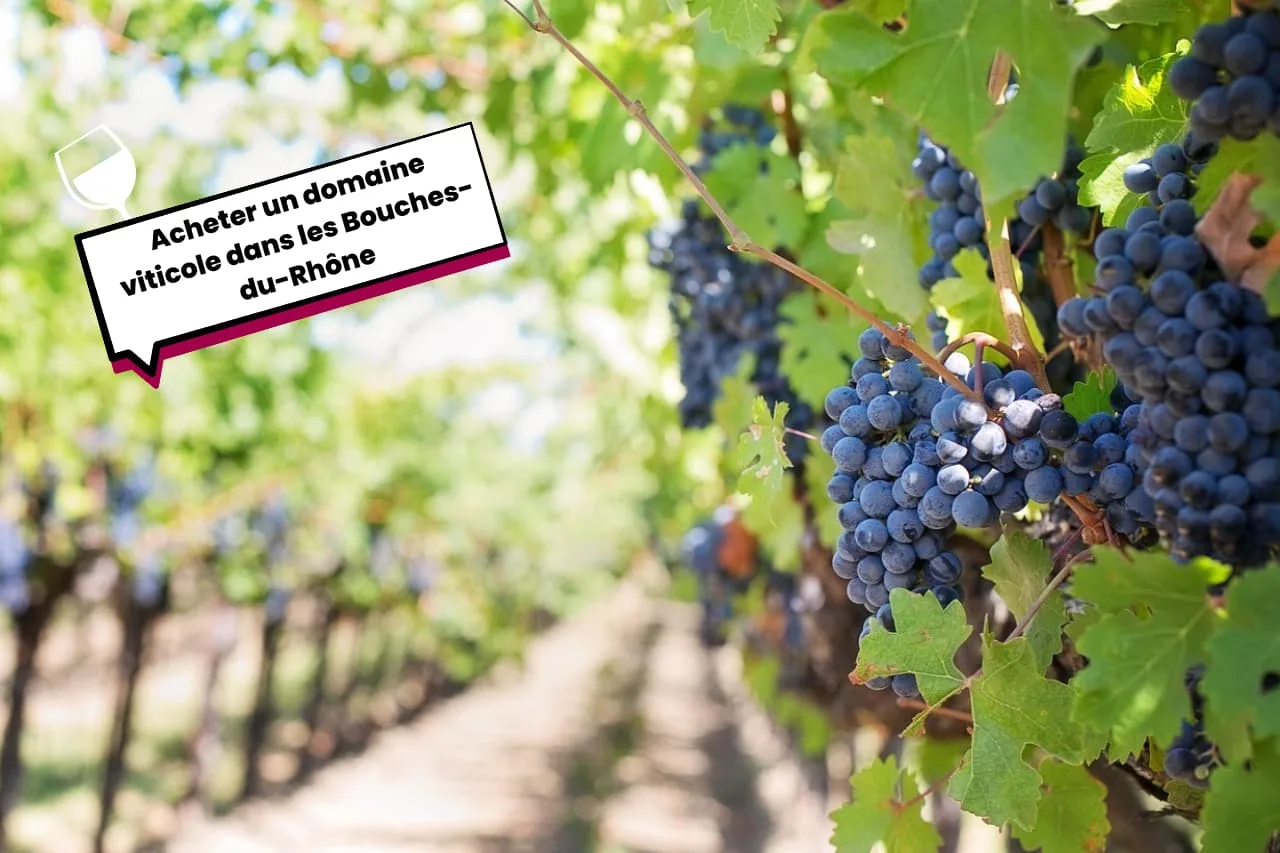 Acheter un domaine viticole dans les Bouches-du-Rhône