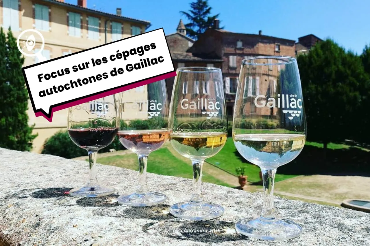 Focus sur les cépages autochtones de Gaillac