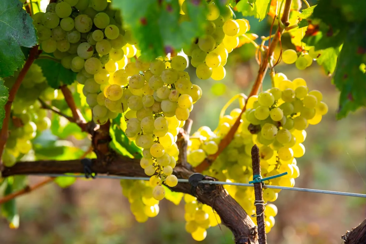 Grappes de raisin blanc sur pied de vigne