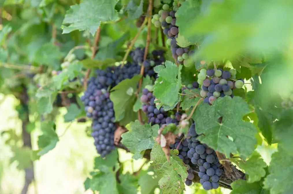 Grappes de raisin noir sur pied de vigne