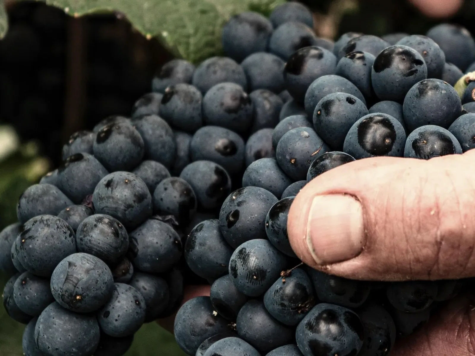 Grappe de meunier tenue à la main pendant les vendanges dans la vallée de la Marne