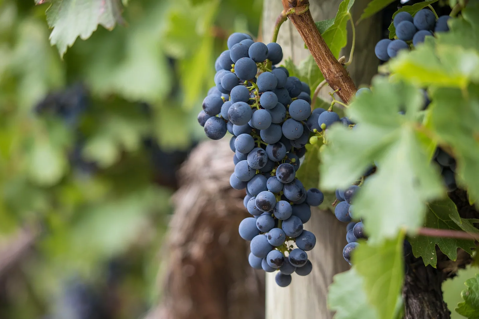 Grappe de raisin noir sur la vigne, entre les feuilles