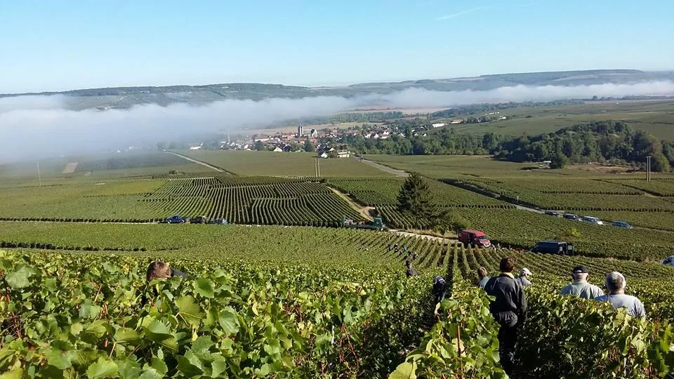 Vendangeurs dans les vignes au petit matin, avec la brume sur la vallée