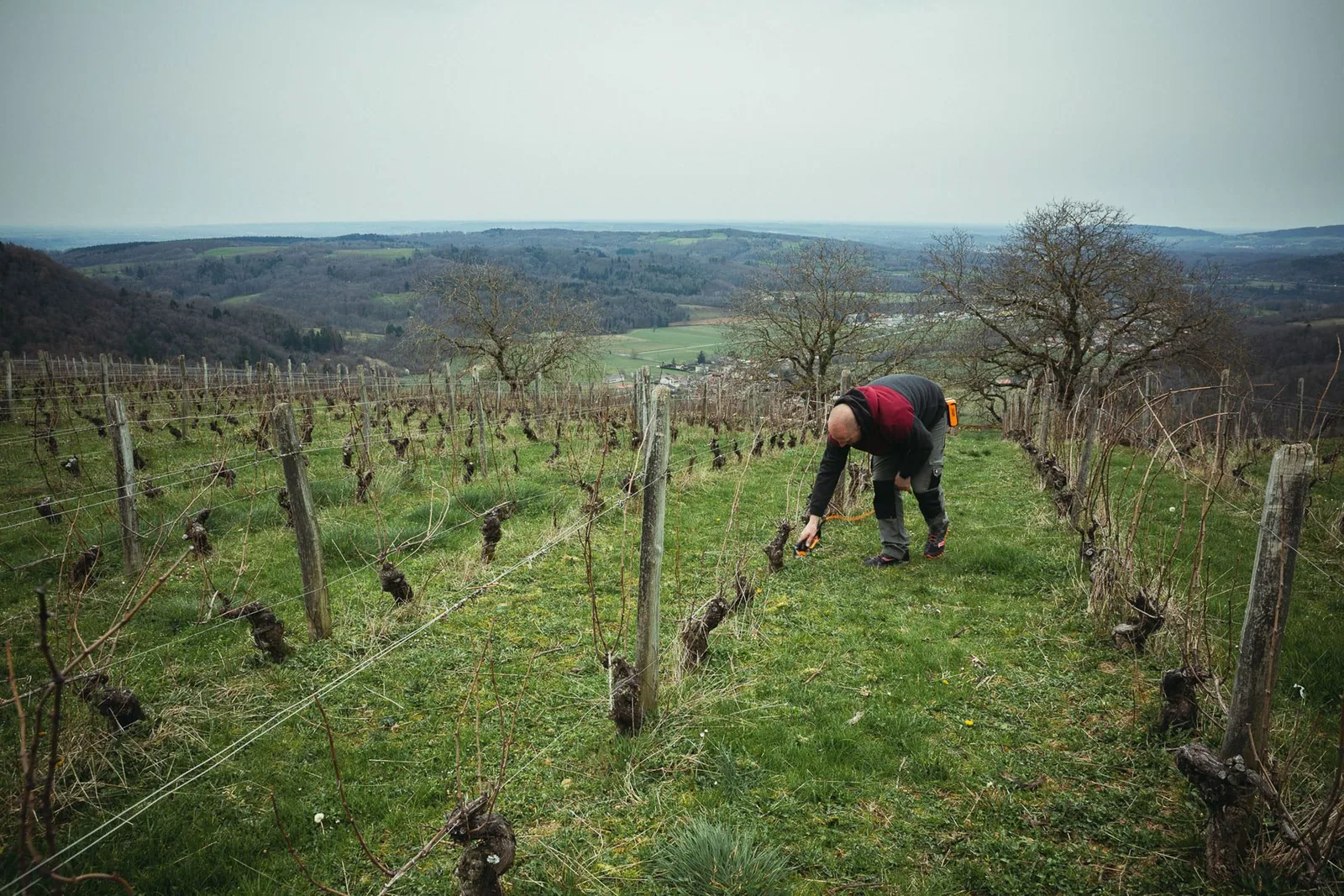 Un vigneron du Bugey taille la vigne en hiver, entre des rangs enherbés