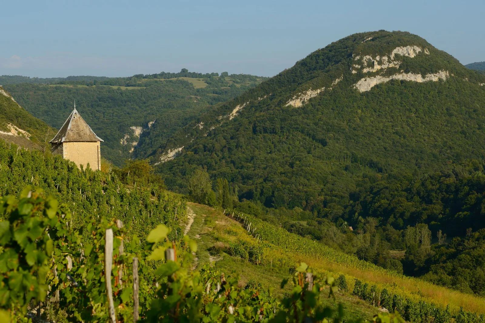 Vignes à flanc de coteau et cabane de vigne face aux reliefs boisés du Bugey