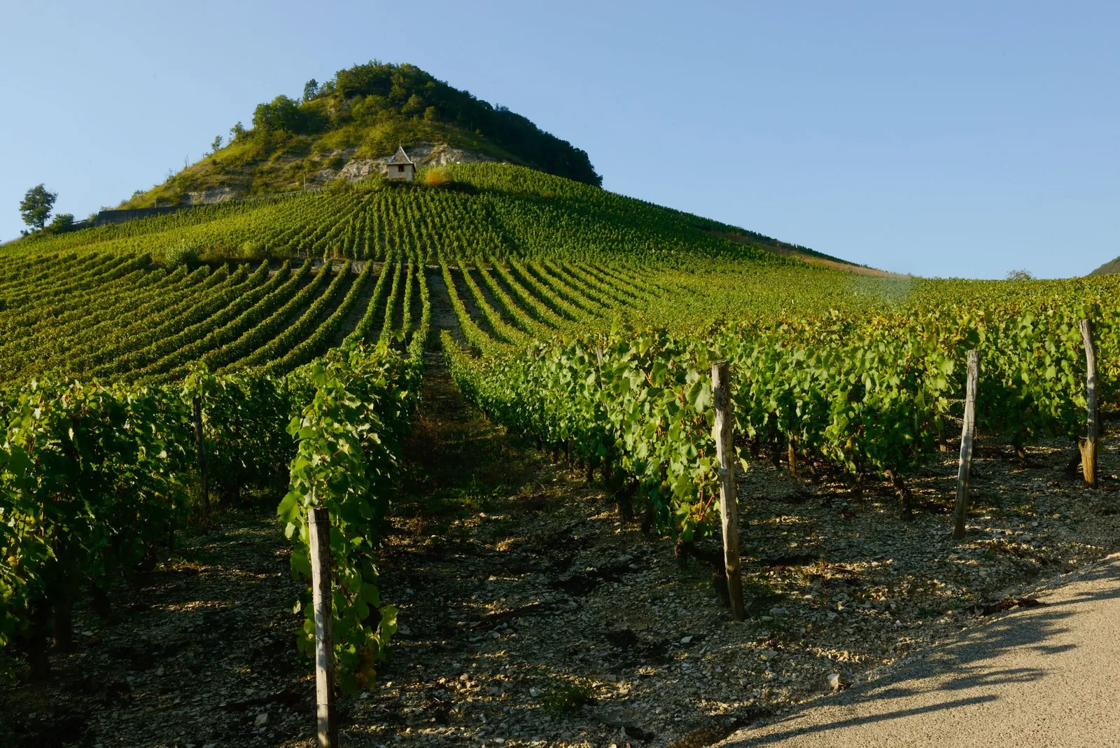 Vignes en pente sur un coteau du Bugey, au pied d’une colline boisée, dans l’Ain