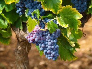 cépage bordeaux