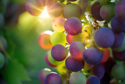 vin bio vs vin biodynamique