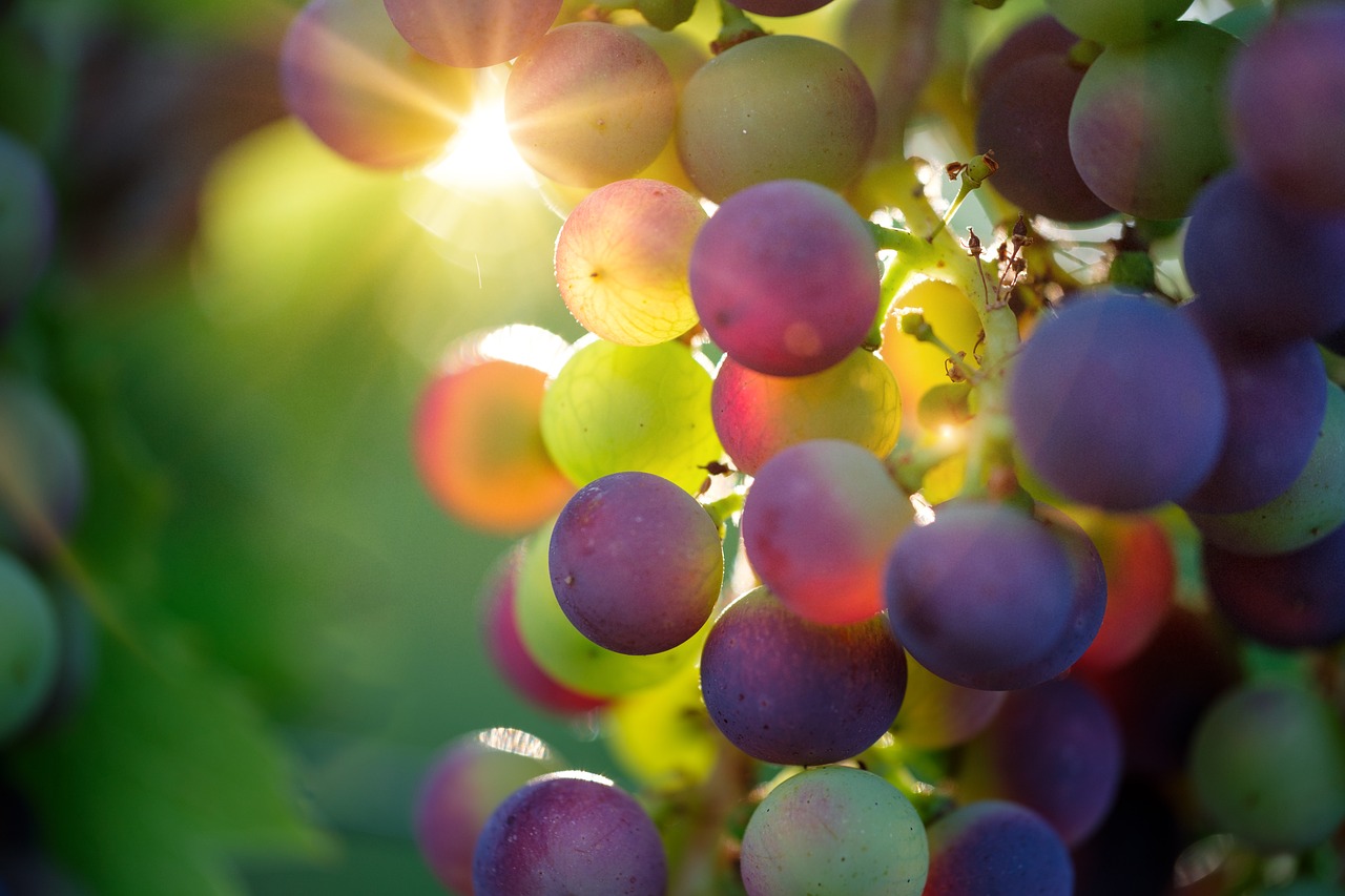 Quelles différences entre un vin bio et un vin biodynamique ?