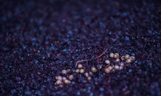 Macération Pelliculaire : Tout Savoir sur ce Prodécé de Vinification