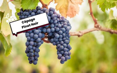 Le cépage du Pinot Noir : Tout ce qu’il faut savoir