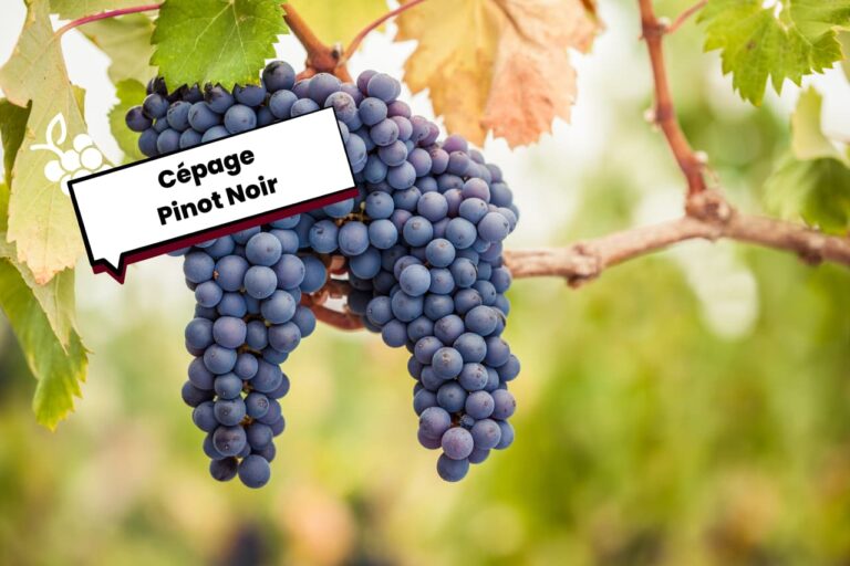 Cépage Pinot Noir