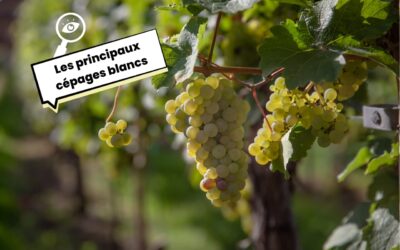 Les principaux cépages blancs