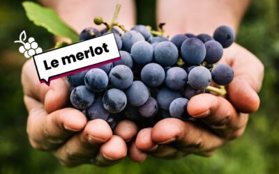 Le cépage Merlot
