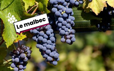 Le cépage Malbec