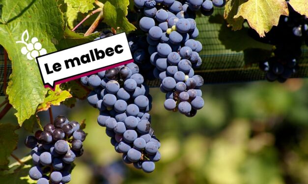 Le cépage Malbec