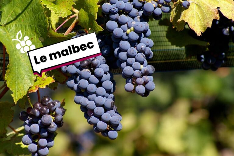 Cépage Malbec
