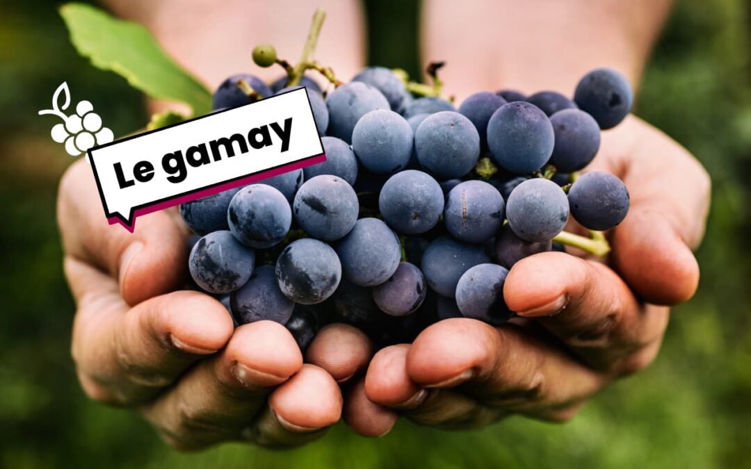Cépage Gamay