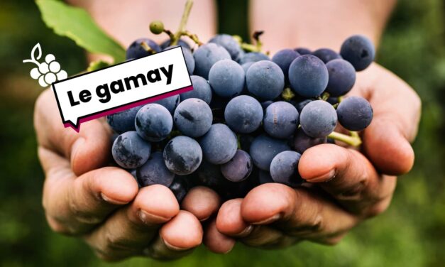 Cépage Gamay