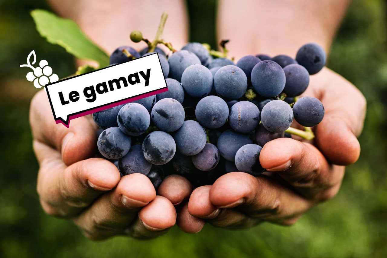 Le cépage gamay