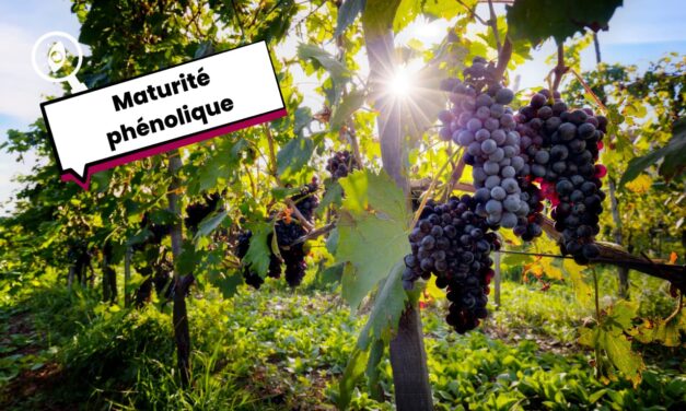 Maturité phénolique : où quand le raisin est vraiment prêt