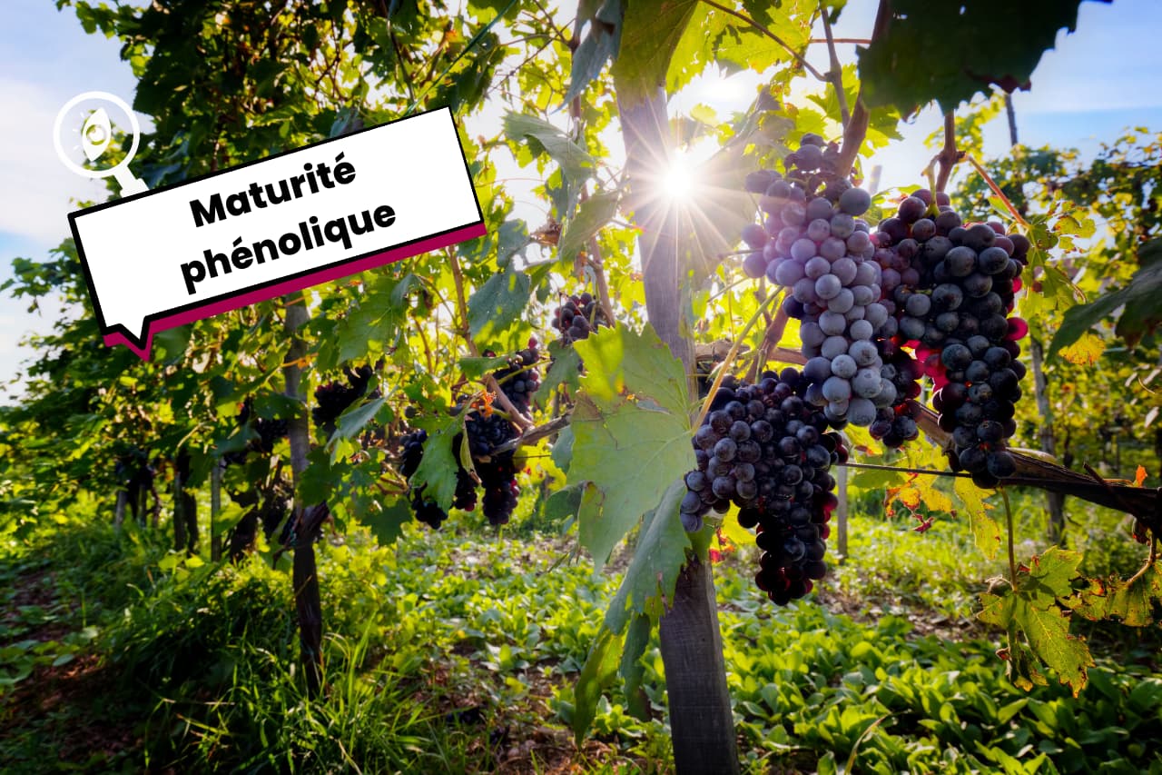 Maturité phénolique où quand le raisin est vraiment prêt