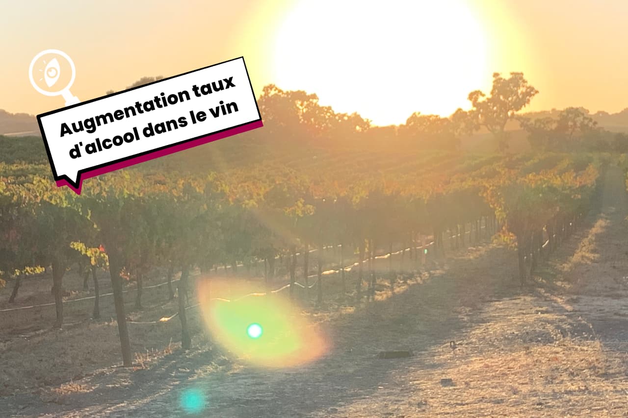 augmentation du taux d'alcool dans le vin