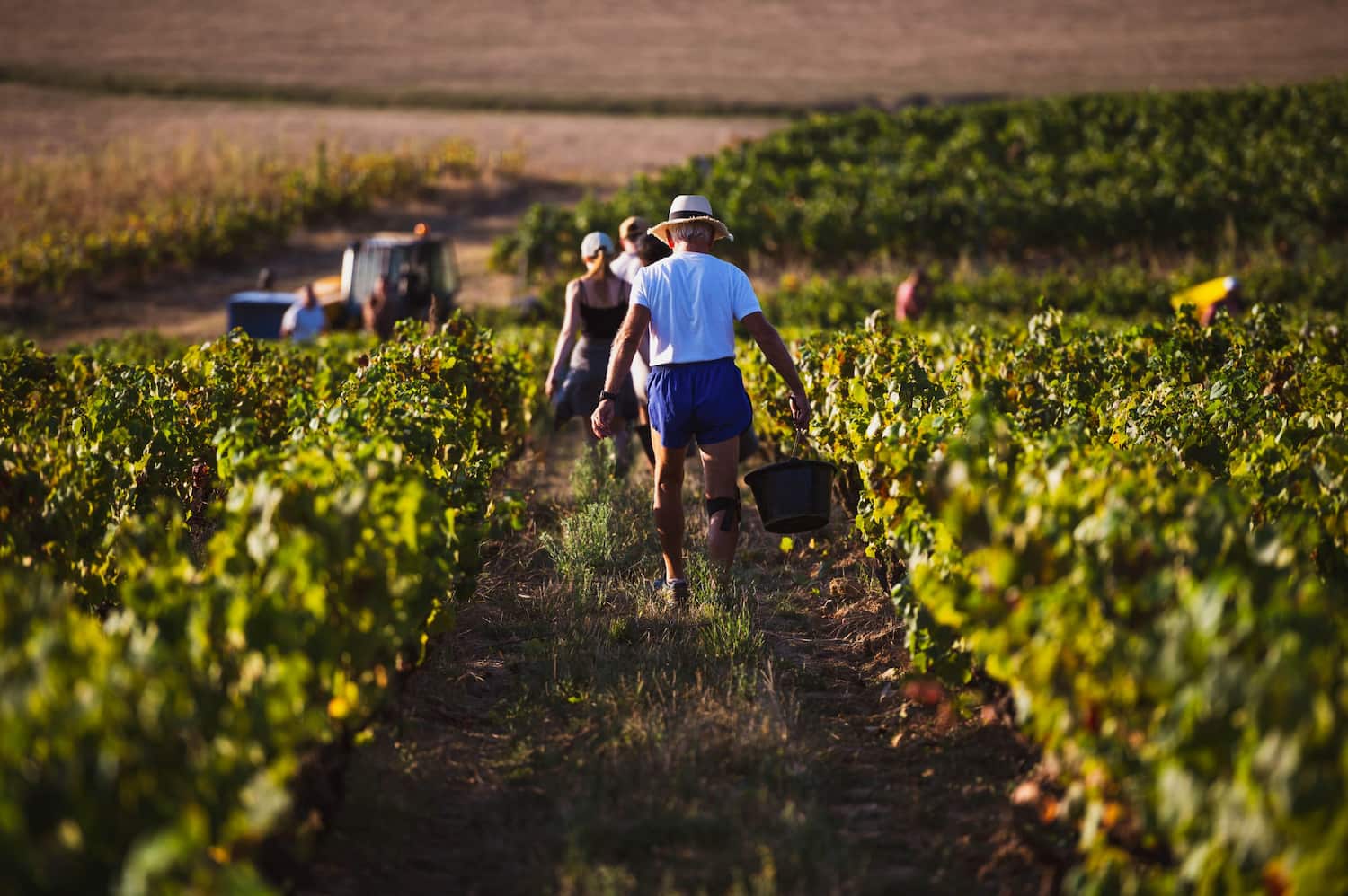vendange vins Descombe vendange vins Descombe