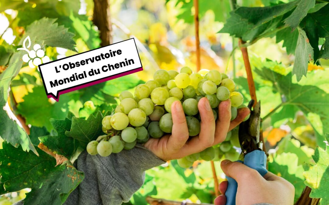 Le Chenin se structure Ă lâĂ©chelle mondiale : naissance de son observatoire international