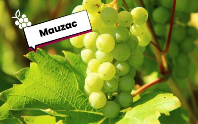 Cépage Mauzac