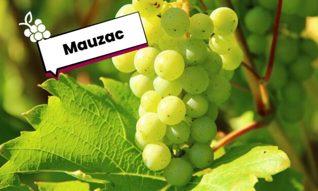 Cépage Mauzac