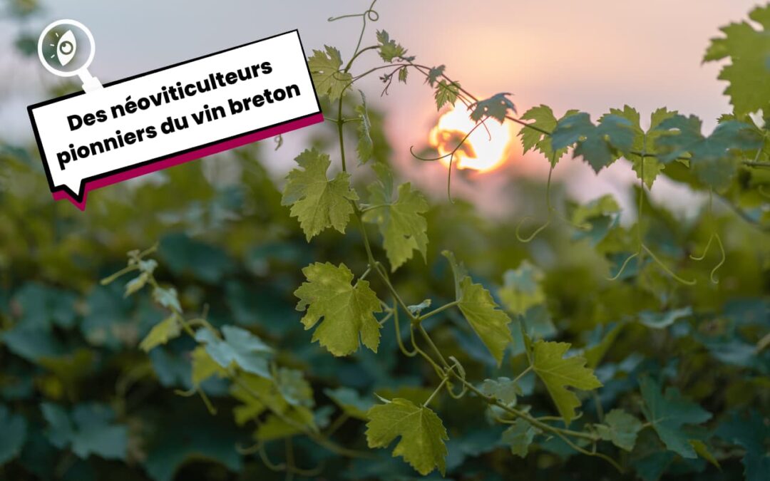 Des néoviticulteurs pionniers du vin breton