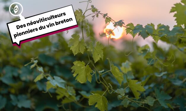 Des néoviticulteurs pionniers du vin breton