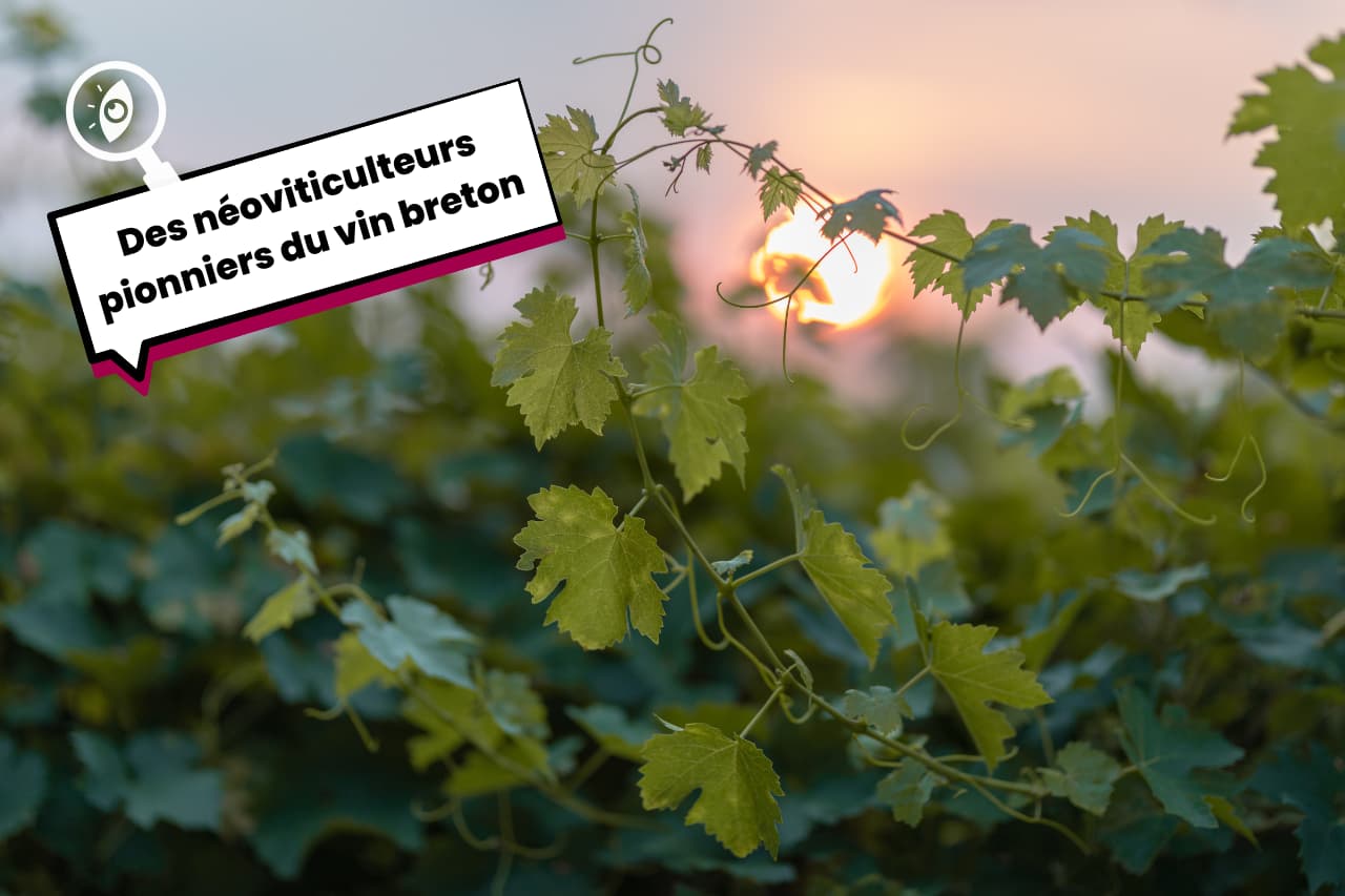 Des néoviticulteurs pionniers du vin breton