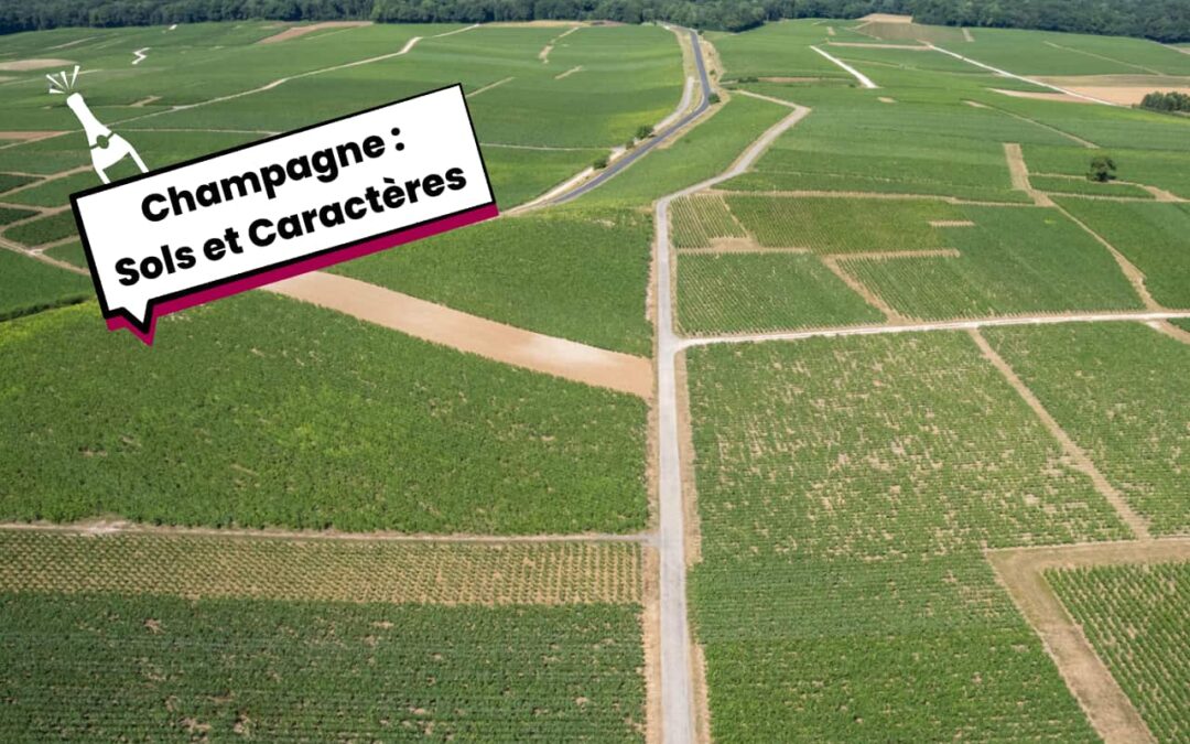 À chaque sol son champagne : quatre cuvées de vignerons pour Noël