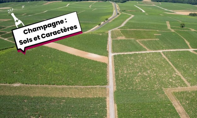 À chaque sol son champagne : quatre cuvées de vignerons pour Noël