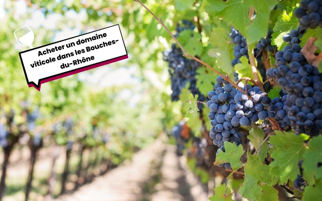 Acheter un domaine viticole dans les Bouches-du-Rhône : un projet de vie et un patrimoine d’exception