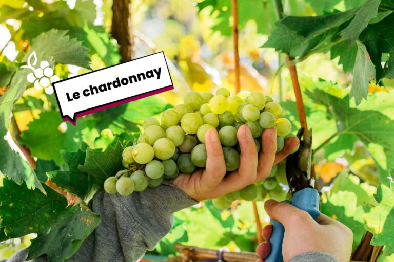 Cépage Chardonnay