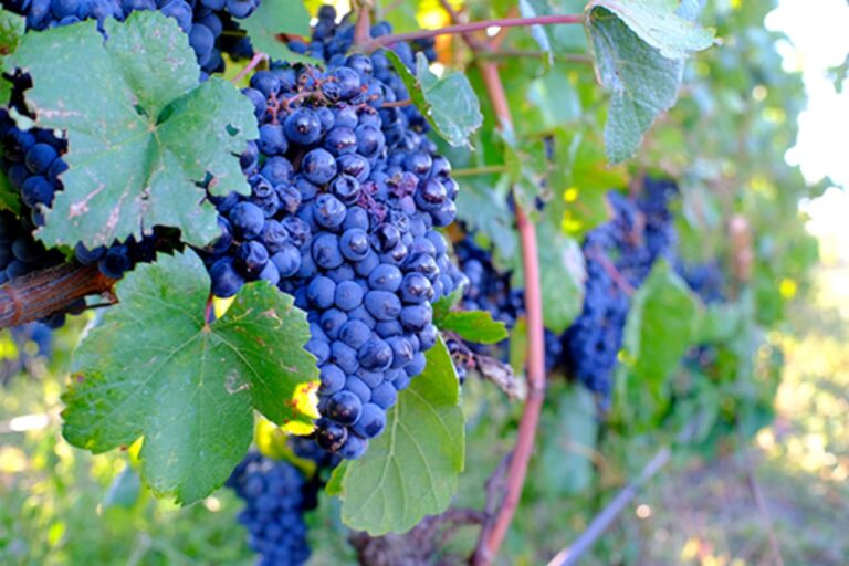Cépage Tannat