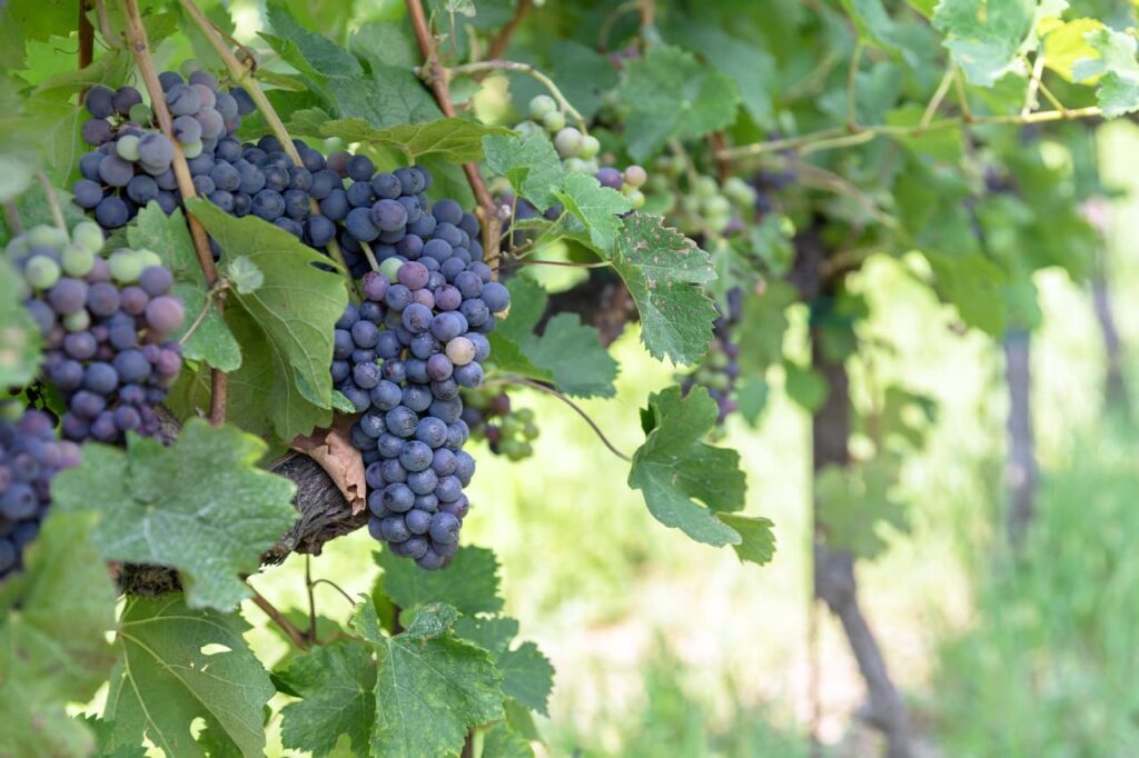 Cépage Syrah