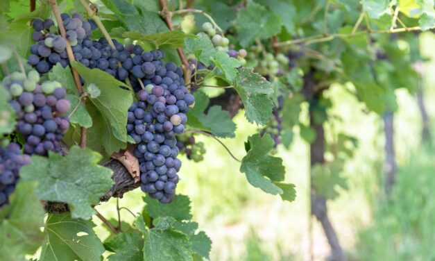 Cépage Syrah