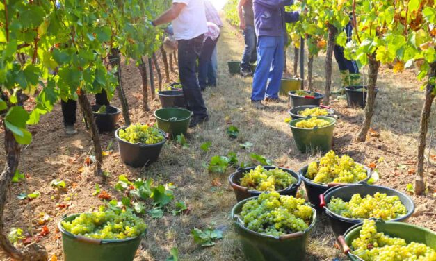 Les vendanges : qui décide de la date, comment ça se passe et pourquoi elles arrivent de plus en plus tôt