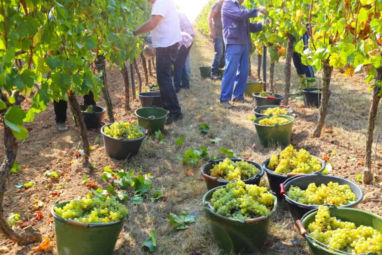 Les vendanges : qui décide de la date, comment ça se passe et pourquoi elles arrivent de plus en plus tôt