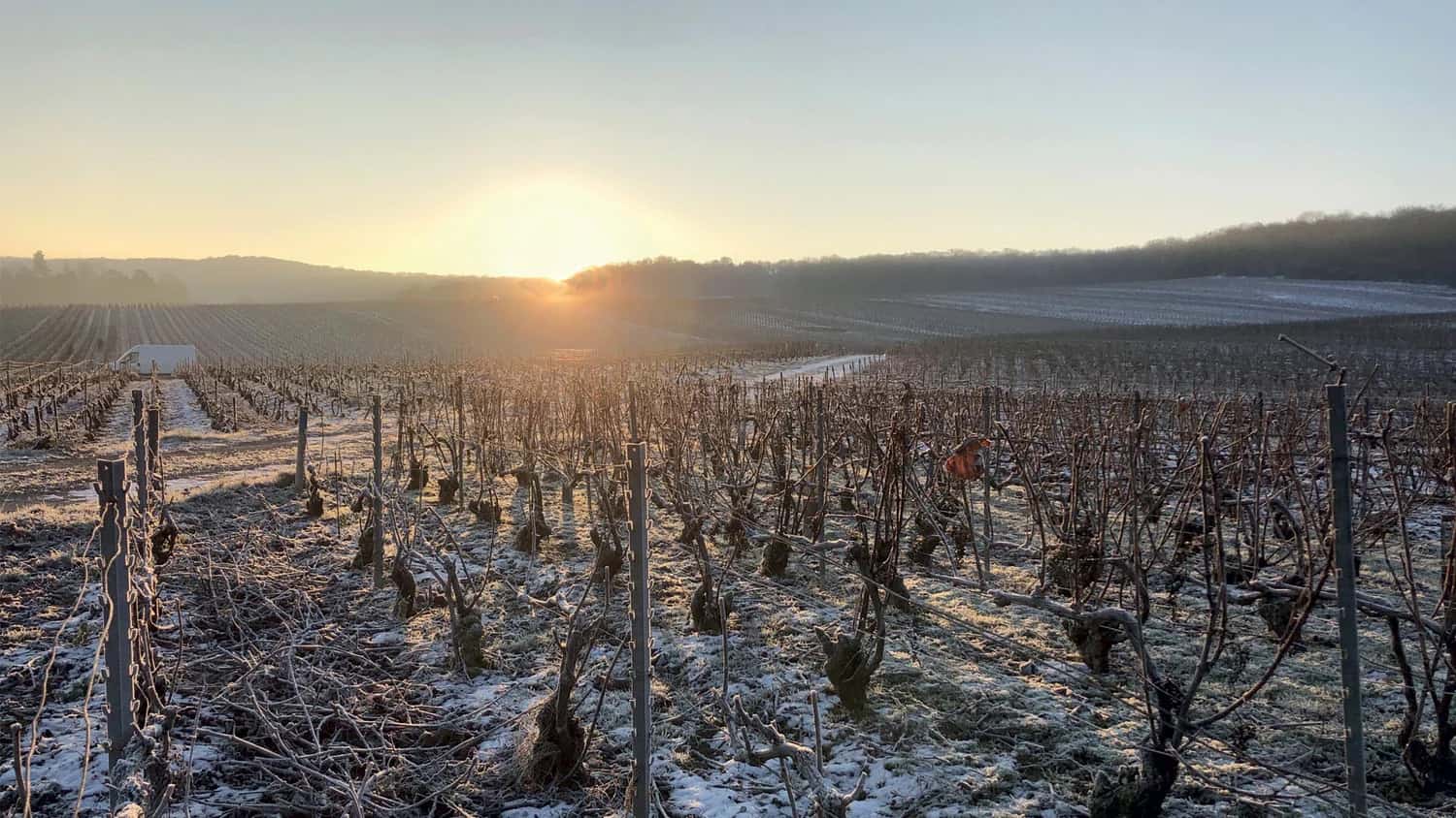 Vignes premier cru de la Montagne de Reims sur sol crayeux à Ludes